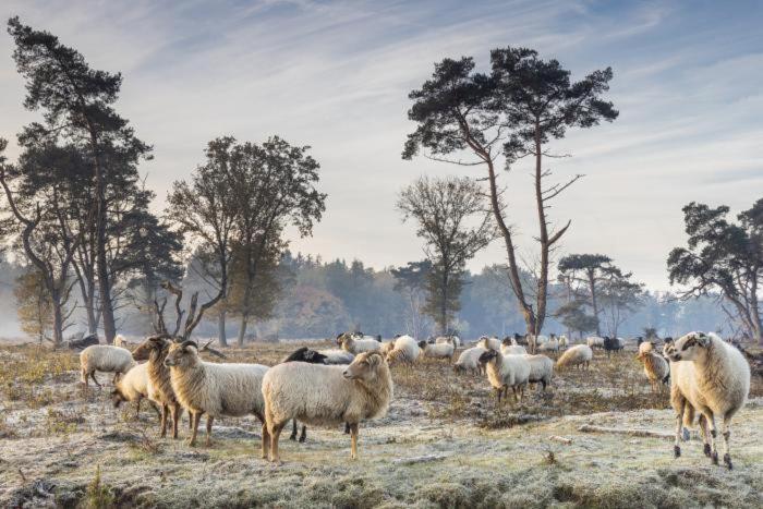 Nieuw - Luxe Blokhut Chalet In Bosrijke Omgeving Anloo Exteriör bild